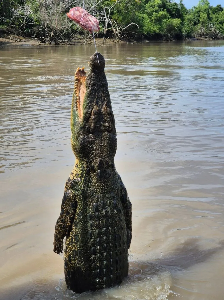 A Real World Comparison of Adelaide River Operators