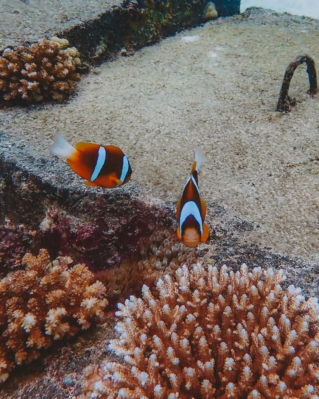 Purple Heart Rating Plugin | Great Barrier Reef or Seychelles — Which Feels Better to Visit? Agincourt Reef