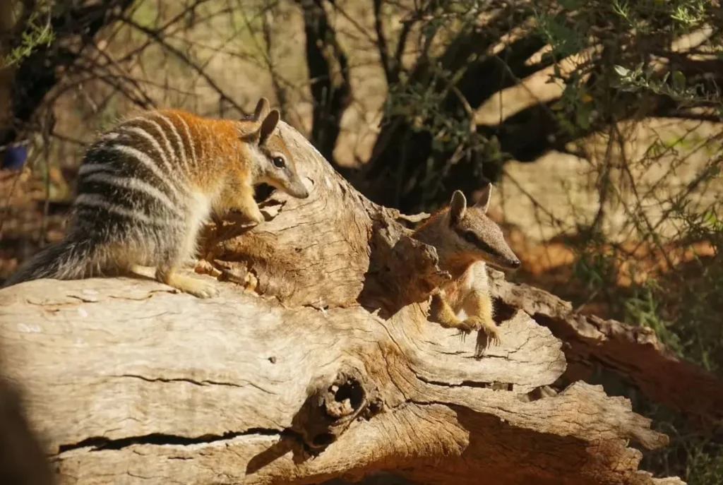 Alice Springs Desert Park