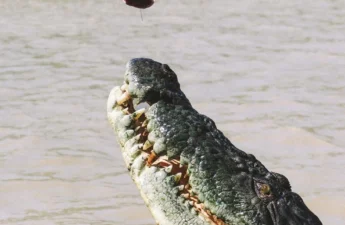 Are Any Jumping Croc Cruise Operators Better Than Others