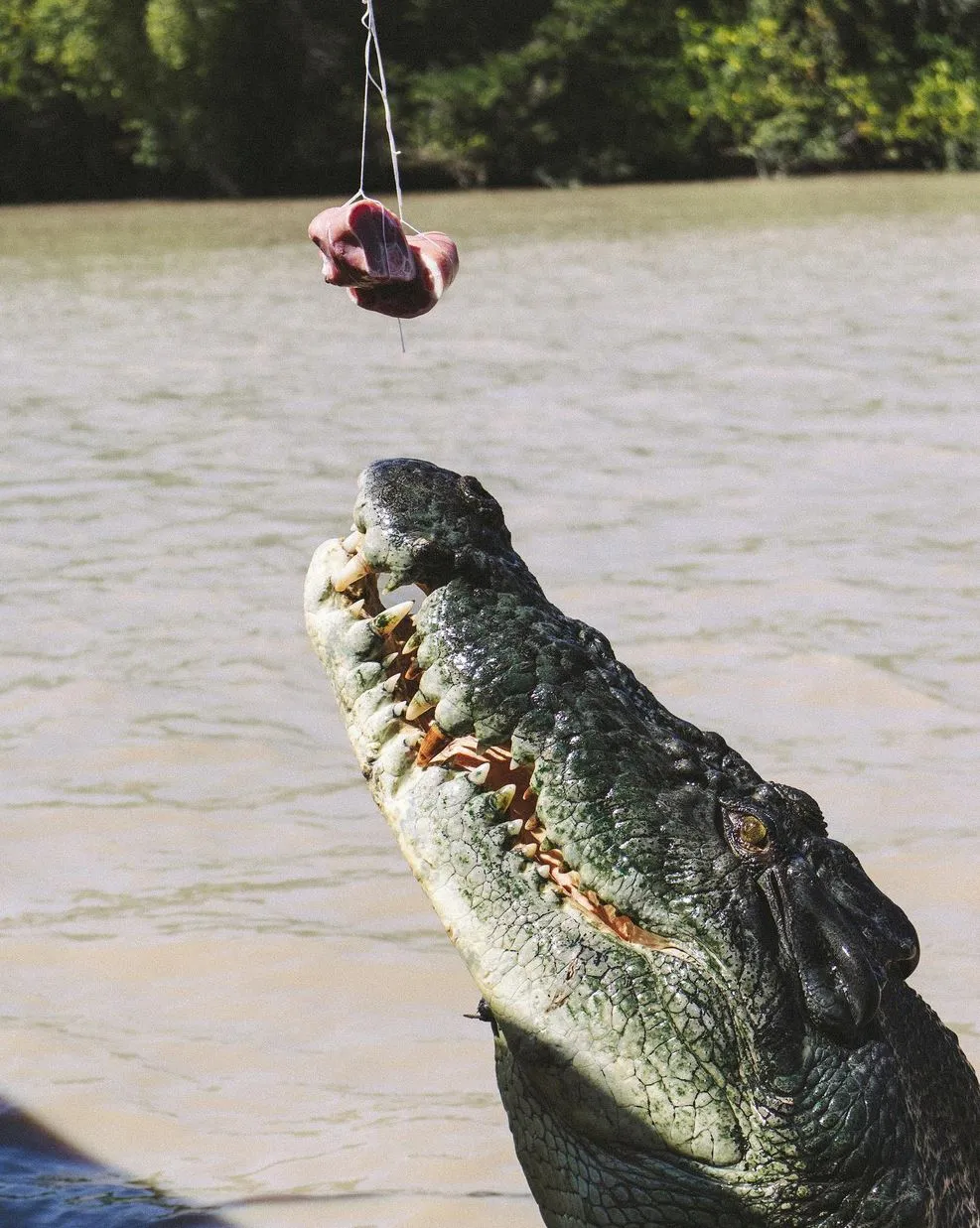 Are Any Jumping Croc Cruise Operators Better Than Others