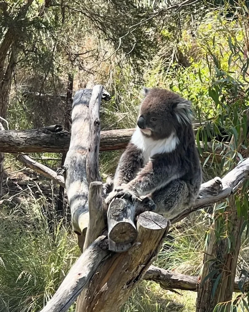 Koala Conservation Reserve