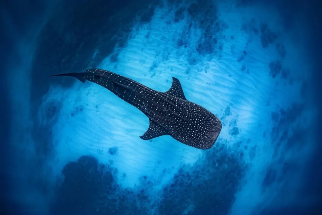 Ningaloo Reef