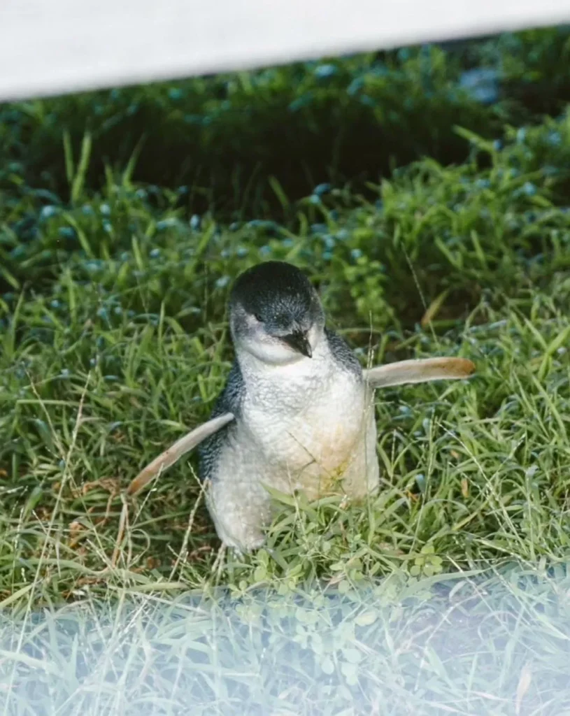 Phillip Island Penguin Parade