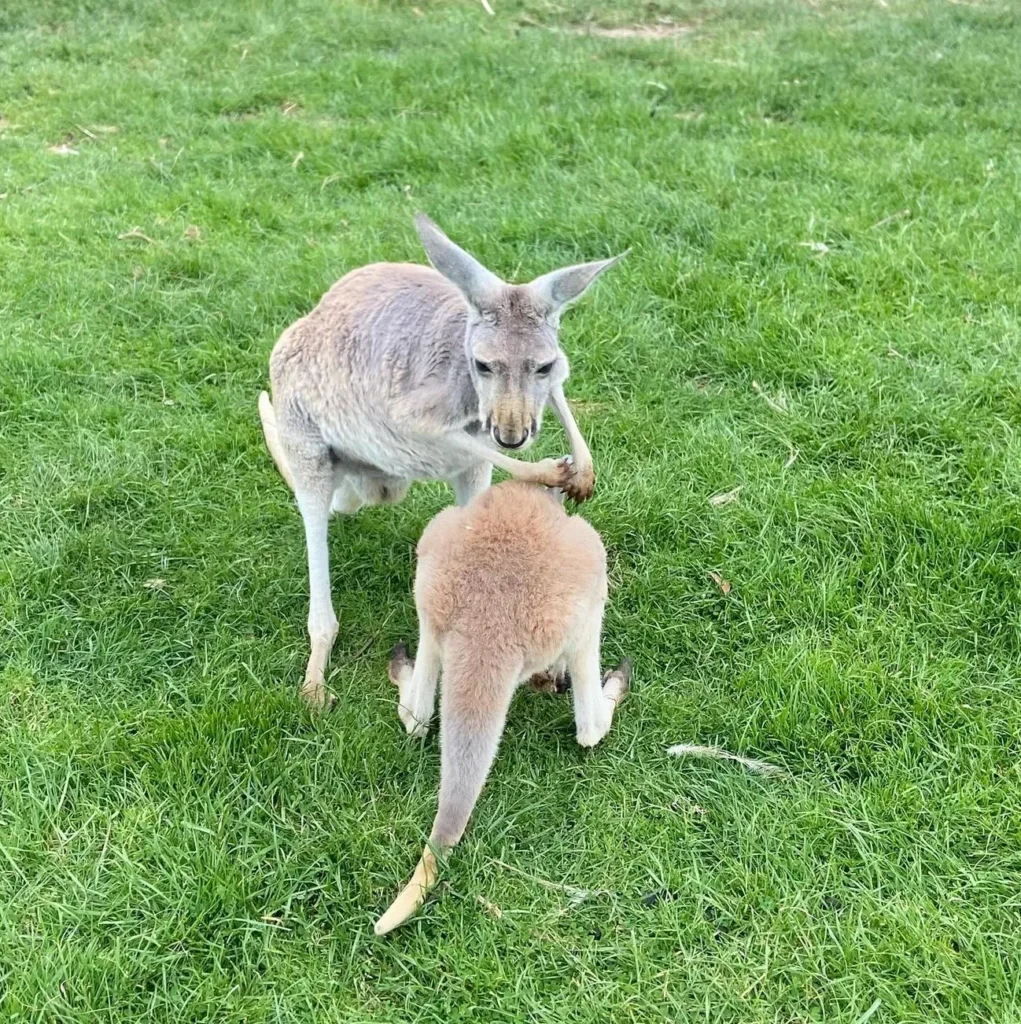 Phillip Island Wildlife Park