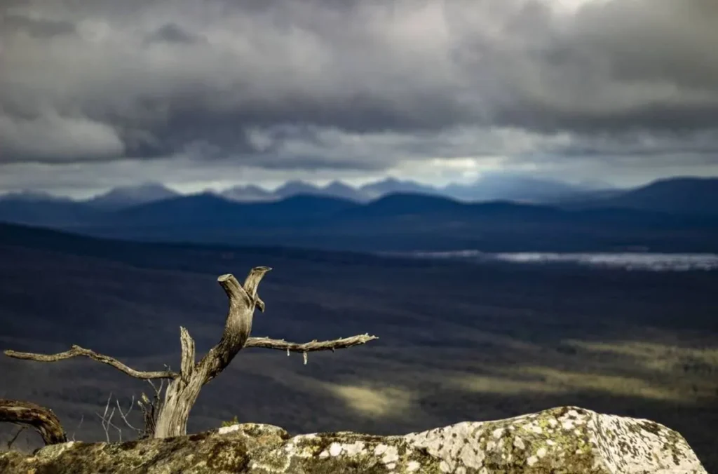 Reed Lookout