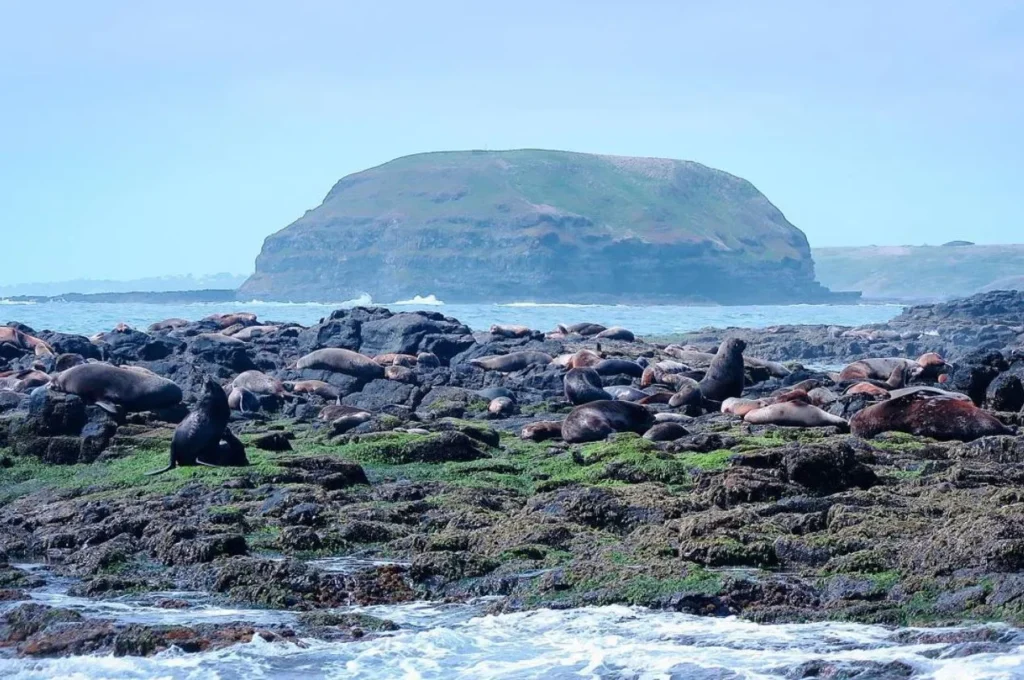 Seal Rocks