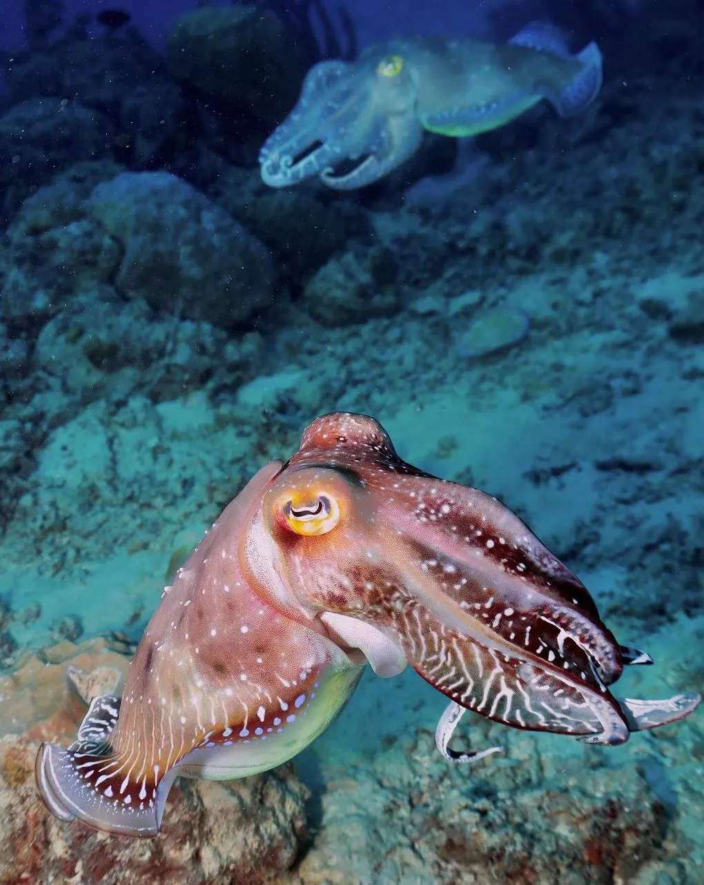 Purple Heart Rating Plugin | Great Barrier Reef or Seychelles — Which Feels Better to Visit? Sustaining the Planet – Who’s Doing It Better