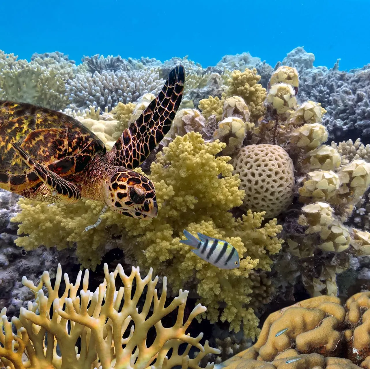 Purple Heart Rating Plugin | Great Barrier Reef or Seychelles — Which Feels Better to Visit? The Reef Experience, Aussie as it gets