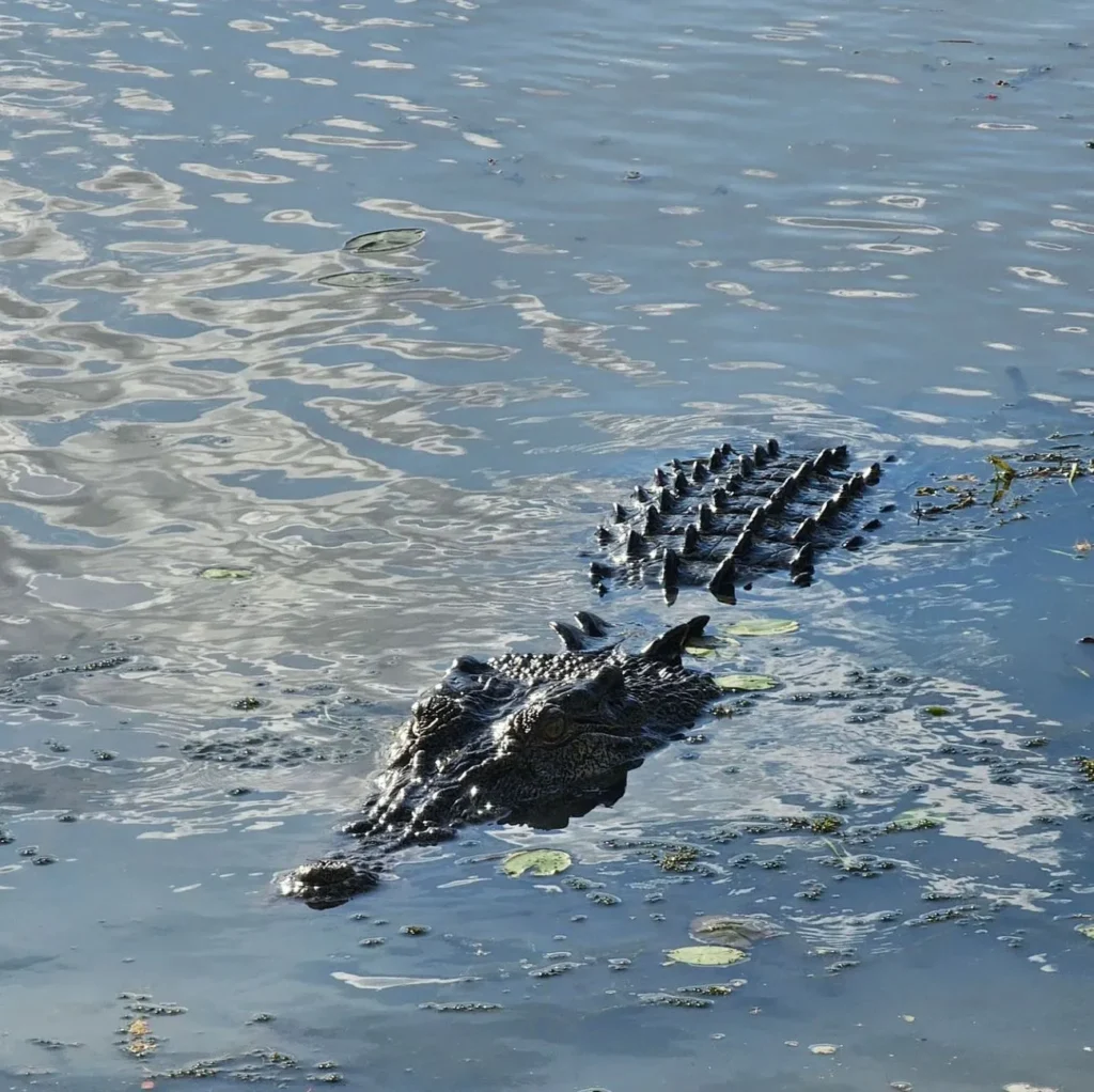 freshwater crocodiles