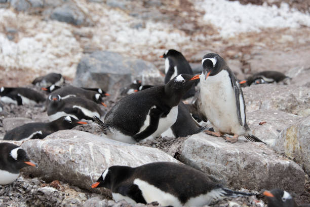 Explore the Enchanting Penguin Parade Tour